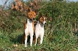 BASENJI 025